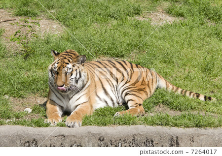 Amur Tora 7264017