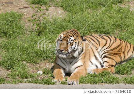 Amur Tora 7264018