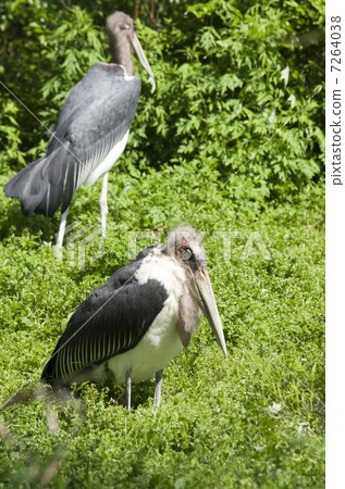 非洲禿鸛 7264038