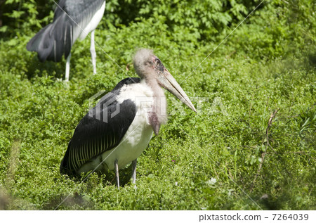 非洲禿鸛 7264039