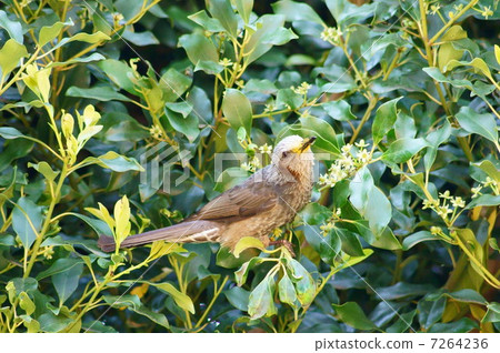 Brown-eared bulbul (Chrysanthemum albatrossa) picking flowers of kissimi Brown-eared bulbul (Chrysanthemum albatrossa) picking flowers of kissimi 7264236