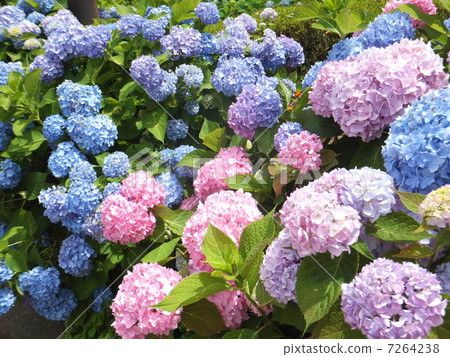 One side of hydrangea One side of hydrangea 7264238