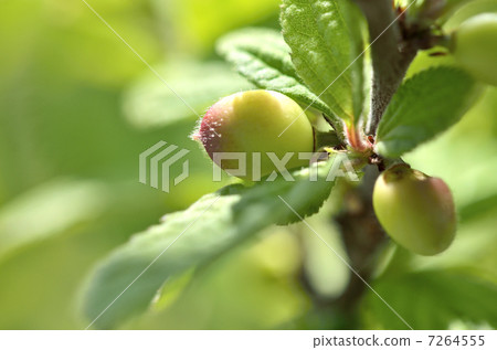 Yuslaumea的年輕果實（四月） 7264555