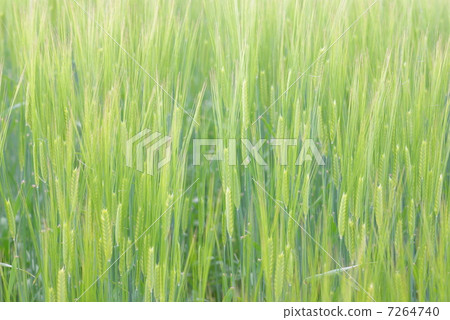 強風的麥田 7264740