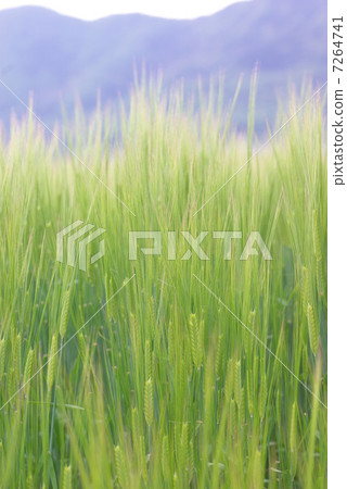 強風的麥田 7264741