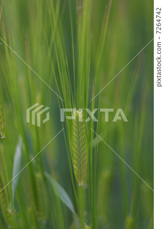 Ears of wheat leavening by gentle wind (closeup) 7264742