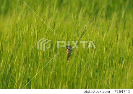 Young sparrows playing in a wheat field of Kaoru breeze 7264743