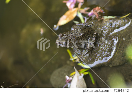 竹筍 竹筍 7264842