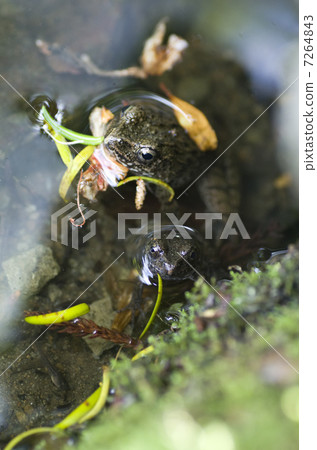 竹筍 竹筍 7264843