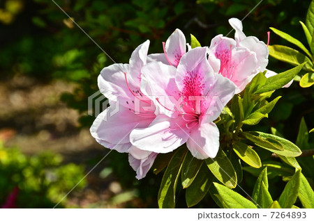Azalea in full bloom and pink (Fukaya city, Saitama Prefecture) 7264893