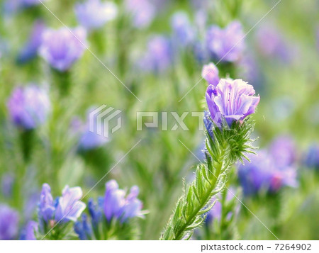 Ekium / Plantaginium (purple in front of car) 7264902