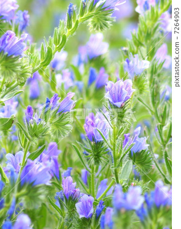 Ekium / Plantaginium (purple in front of car) 7264903