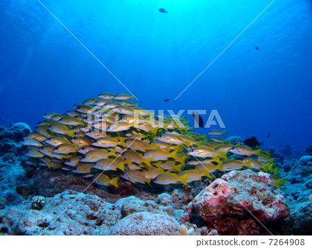 A flock of red snapper ♪ 7264908