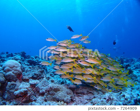 A flock of red snapper ♪ 7264909