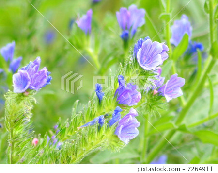 Ekium / Plantaginium（車前紫色） 7264911