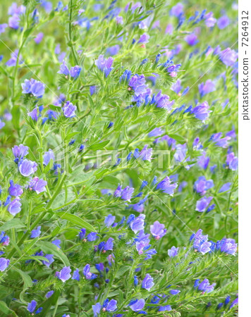 Ekium / Plantaginium (purple in front of car) 7264912