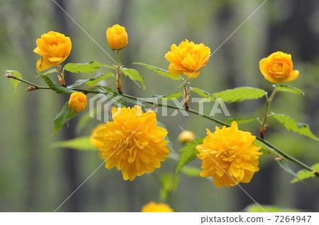 Yamaobuki雙花 7264947