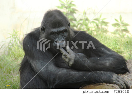 Gorilla 7265018
