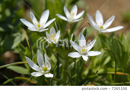 Oohuana（玉米） 7265108