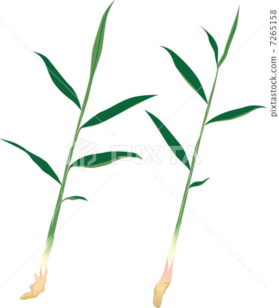 leaf ginger leaf ginger 7265158