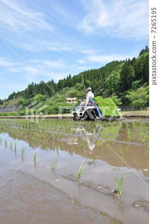 Rice planting 7265195