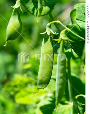 豌豆 7265632