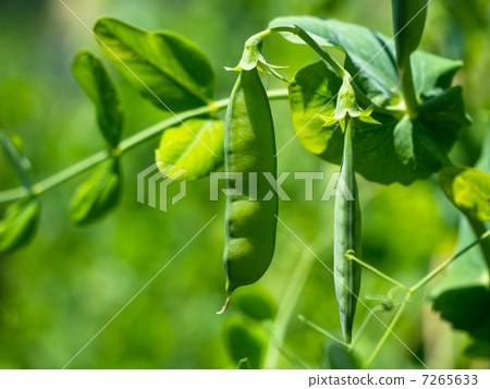 豌豆 豌豆 7265633