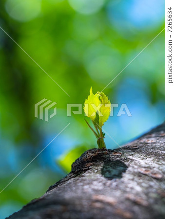 櫻花盛開 7265634