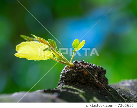 Cherry blossom 7265635