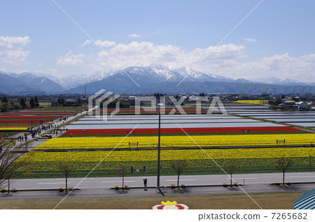 Flower carpet Flower carpet 7265682