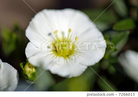 Arenalia · Montana Arenalia · Montana 7266013