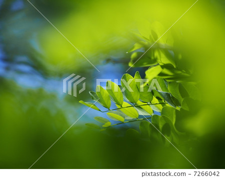 Fresh green of Harienge 7266042