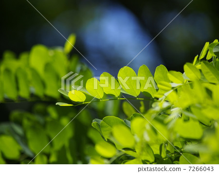 新鮮的綠色的Harienge 新鮮的綠色的Harienge 7266043