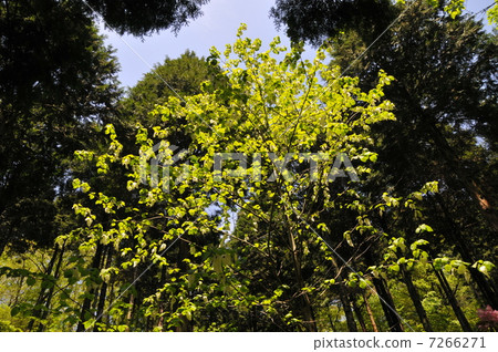  Forest park 7266271