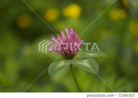 Red clover Red clover 7266301