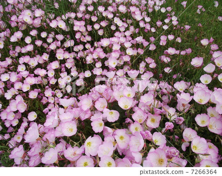 Spreading Hill Zaki Tsukimisawa's Garden Spreading Hill Zaki Tsukimisawa's Garden 7266364