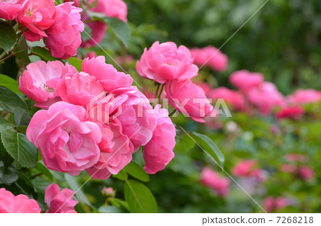 玫瑰 7268218
