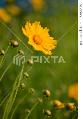 Koreopushisu Koreopushisu 7268219