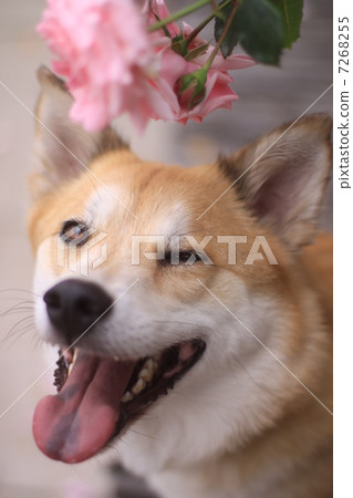 狗和玫瑰 7268255