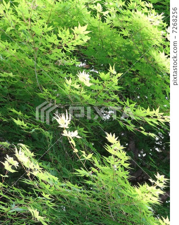 瓦卡裝飾陽光與綠色漸變 7268256