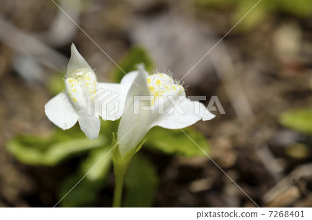 White bamboo grass (white flower bird) 7268401