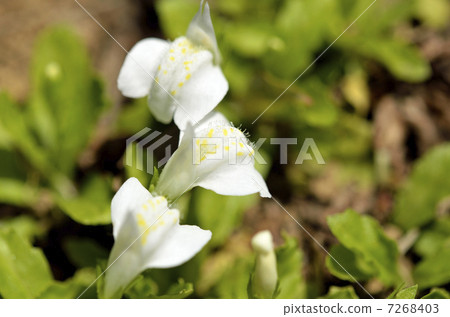 White bamboo grass (white flower bird) White bamboo grass (white flower bird) 7268403