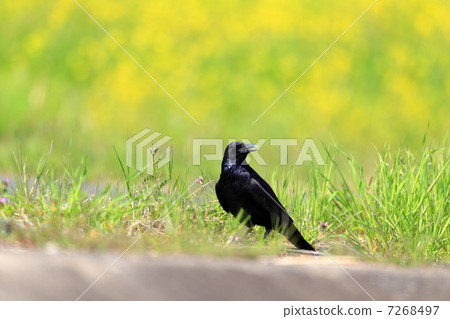 Hermopotus glass 7268497