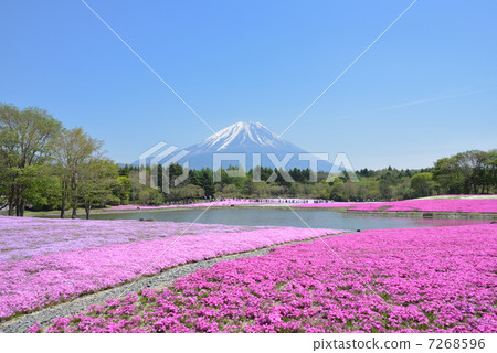 Fuji Shiba cherry-blossom Festival 7268596