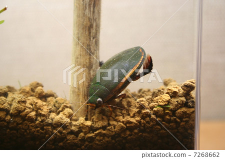 Himefu Chitridenslow 7268662