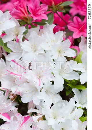 Azalea's flower Azalea's flower 7268829