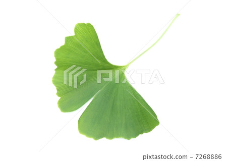 Gingko's young leaves Gingko's young leaves 7268886