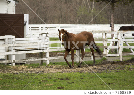 Thoroughbred on grazing Thoroughbred on grazing 7268889