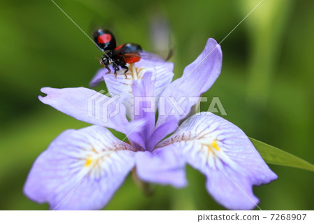 瓢蟲飛出 7268907