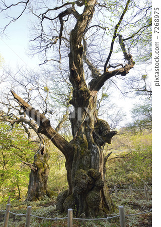 Akagi Kuri Taro Akagi Kuri Taro 7268975